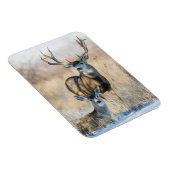 Magnet Flexible Buck Couple | Mule Deer (Côté Droit)