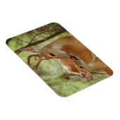 Magnet Flexible Buck Whitetail Et Bonification De La Faune (Côté Droit)