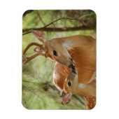 Magnet Flexible Buck Whitetail Et Bonification De La Faune (Vertical)