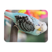 Magnet Flexible Budgie (Horizontal)