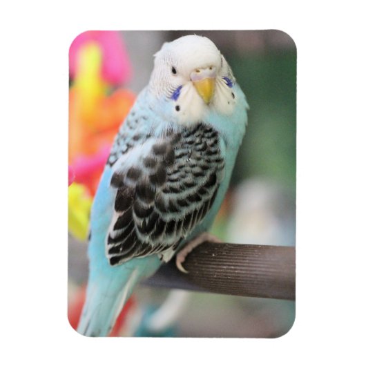 Magnet Flexible Budgie (Vertical)