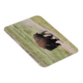 Magnet Flexible Buffalo en mouvement, Photographie (Côté Droit)