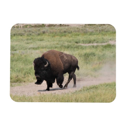 Magnet Flexible Buffalo en mouvement, Photographie (Horizontal)