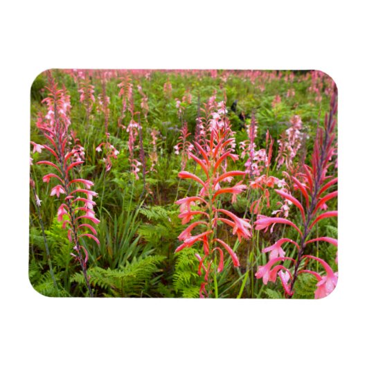 Magnet Flexible Bugle Lily (Watsonia) Fleur, Cap Est (Horizontal)
