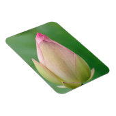 Magnet Flexible Bulbe de lys d'eau non ouverte, Durban Botanique (Côté Droit)