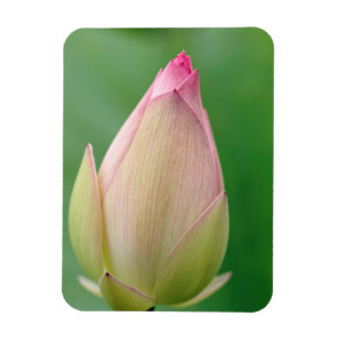 Magnet Flexible Bulbe de nénuphar non ouvert, Jardin botanique de