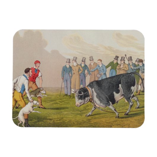 Magnet Flexible 'Bull Baiting', pub.de Thomas McLean, 1820, (impri (Horizontal)