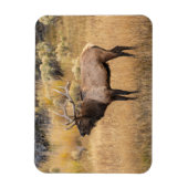 Magnet Flexible Bull Elk | Parc national de Yellowstone (Vertical)