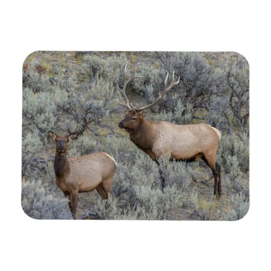 Magnet Flexible Bull Elk | Parc national de Yellowstone, Wyoming (Horizontal)