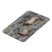 Magnet Flexible Bull Elk | Parc national de Yellowstone, Wyoming (Côté Gauche)