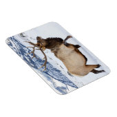 Magnet Flexible Bull Elk | Wyoming (Côté Droit)