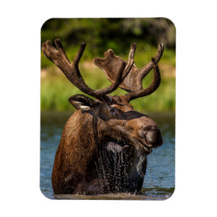 Magnet Flexible Bull Moose Parc national du Glacier Montana