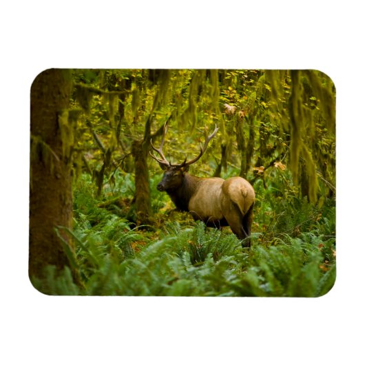 Magnet Flexible Bull Roosevelt Elk (Horizontal)