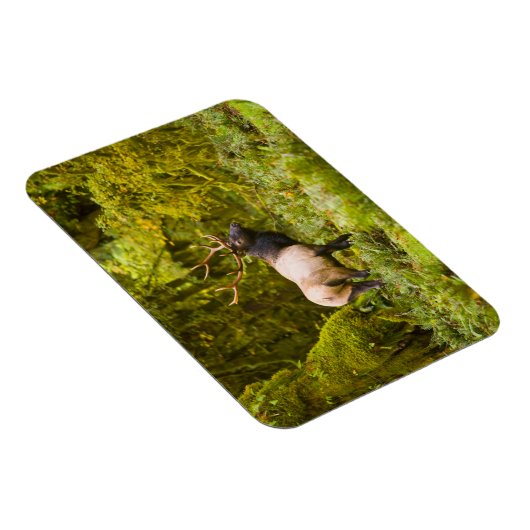 Magnet Flexible Bull Roosevelt Elk Debout Dans Le Pré (Côté Droit)