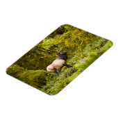 Magnet Flexible Bull Roosevelt Elk Debout Dans Le Pré (Côté Gauche)