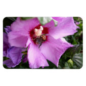 Magnet Flexible Bumblebebe sur la fleur d'Hibiscus (Horizontal)