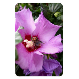 Magnet Flexible Bumblebebe sur la fleur d'Hibiscus