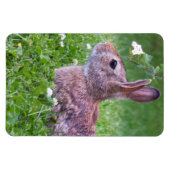 Magnet Flexible Bunny Rabbit in Grass Animal Photography (Horizontal)