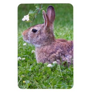 Magnet Flexible Bunny Rabbit in Grass Animal Photography
