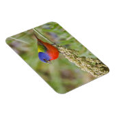 Magnet Flexible Bunting peint (ciris passeriens) alimentation mâle (Côté Droit)