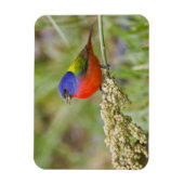 Magnet Flexible Bunting peint (ciris passeriens) alimentation mâle (Vertical)