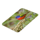 Magnet Flexible Bunting peint (ciris passeriens) alimentation mâle (Côté Gauche)