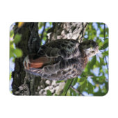 Magnet Flexible Buse à queue rouge (Horizontal)