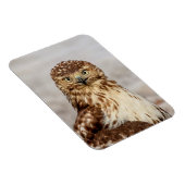 Magnet Flexible Buse à queue rouge immature au sol (Côté Droit)