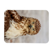 Magnet Flexible Buse à queue rouge immature au sol (Horizontal)