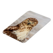 Magnet Flexible Buse à queue rouge immature au sol (Côté Gauche)