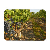 Magnet Flexible Cabernet Sauvignon vignes en rang dans (Horizontal)