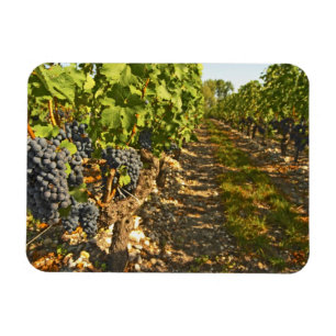 Magnet Flexible Cabernet Sauvignon vignes en rang dans