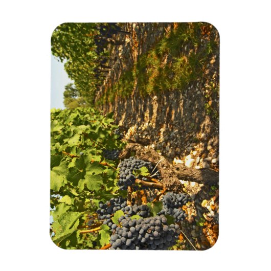 Magnet Flexible Cabernet Sauvignon vignes en rang dans (Vertical)