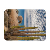 Magnet Flexible Cactus dans un paysage désertique (Horizontal)