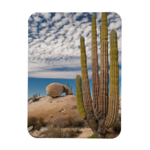Magnet Flexible Cactus dans un paysage désertique