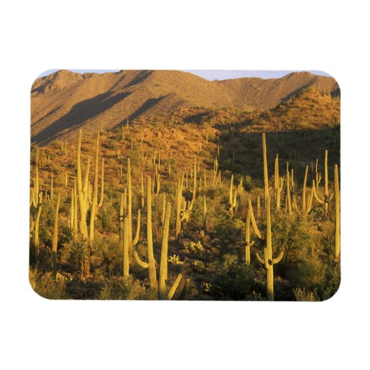 Magnet Flexible Cactus du Saguaro dans le parc national du Saguaro (Horizontal)