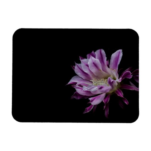 Magnet Flexible Cactus royal violet blanc (Horizontal)