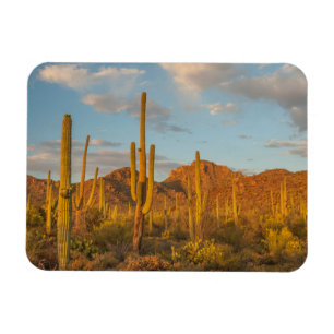 Magnet Flexible Cactus saguaro au coucher du soleil, Arizona