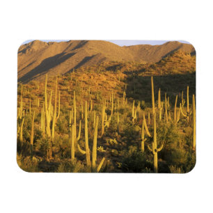 Magnet Flexible Cactus saguaro dans le parc national de Saguaro pr