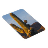 Magnet Flexible Cactus Saguaro Ensoleillé (Côté Droit)