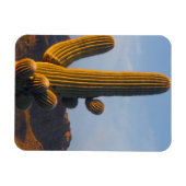 Magnet Flexible Cactus Saguaro Ensoleillé (Horizontal)