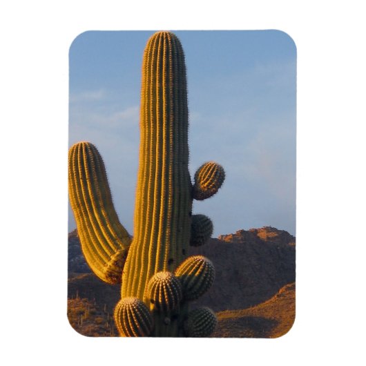 Magnet Flexible Cactus Saguaro Ensoleillé (Vertical)