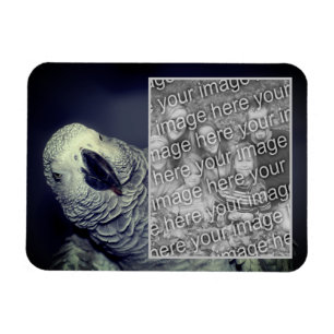 Magnet Flexible Cadre de perroquet gris d'Afrique Ajoutez votre ph