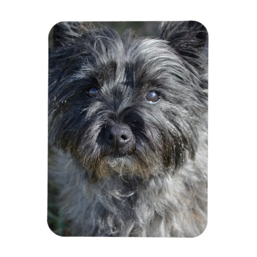 Magnet Flexible Cairn Terrier Face (Vertical)