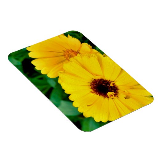 Magnet Flexible Calendula Officinalis (Côté Droit)