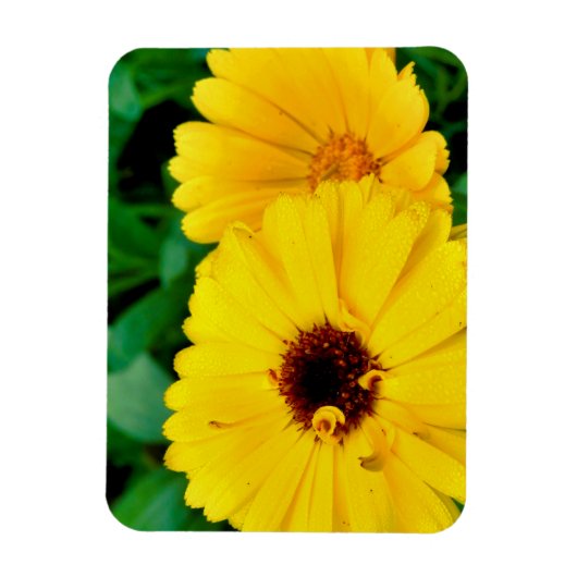 Magnet Flexible Calendula Officinalis (Vertical)