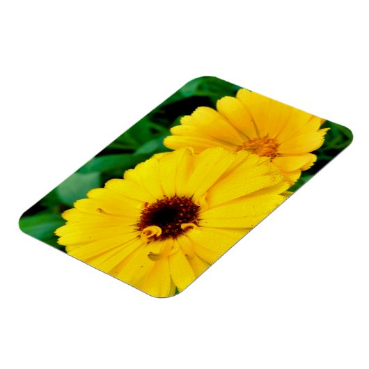 Magnet Flexible Calendula Officinalis (Côté Gauche)