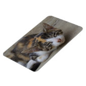 Magnet Flexible Calico Kitten (Côté Gauche)