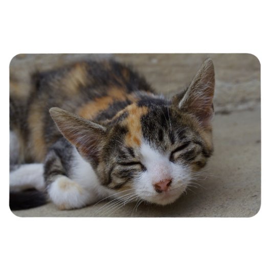 Magnet Flexible Calico Kitten (Horizontal)