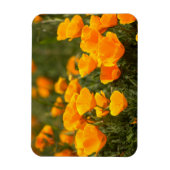 Magnet Flexible California poppies (Vertical)